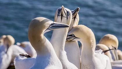 开云体育在线-法国羽毛球队绝杀韩国，李宗伟逆转精彩瞬间：羽坛历史新篇章