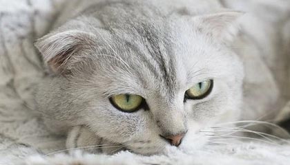 开云体育登录-波兰乒乓球队血洗比利时乒乓球队，水谷隼爆发神勇——乒乓战场的极致协奏